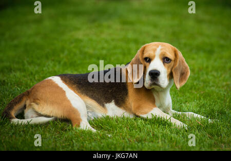 Ein Beagle-Hund liegend auf dem grünen Rasen. Stockfoto