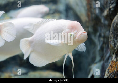 riesiger Gourami Fisch, frisches Wasser in Thailand Stockfoto