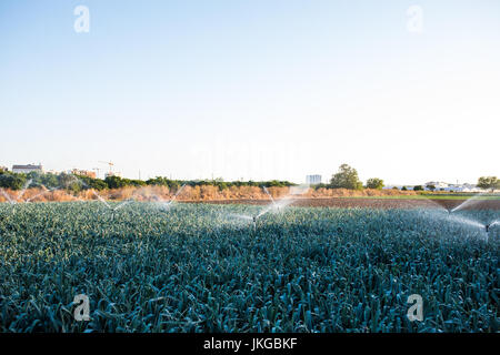 Bewässerungssystem in Funktion landwirtschaftlichen Pflanzen gießen. Landwirtschaft Stockfoto