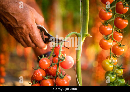 Tomaten im Garten werden mit Scossors in der Hand des Menschen vor der Kollektionen für den Vertrieb geschnitten. Gemüsegarten mit Pflanzen der rote Tomaten. Stockfoto