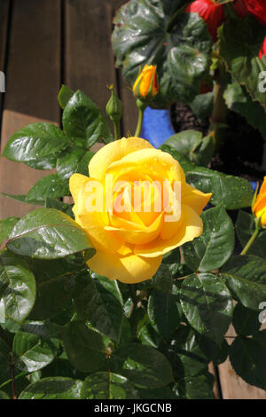 ROSA-GOLDENEN STRAUß. ROSE. Stockfoto