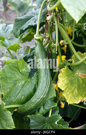 GURKE. TELEGRAPH VERBESSERT. CUCUMIS SATIVUS Stockfoto