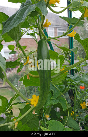 GURKE. TELEGRAPH VERBESSERT. CUCUMIS SATIVUS Stockfoto