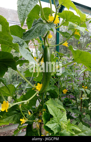 GURKE. TELEGRAPH VERBESSERT. CUCUMIS SATIVUS Stockfoto