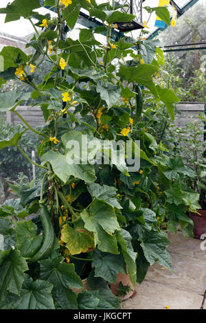 GURKE. TELEGRAPH VERBESSERT. CUCUMIS SATIVUS Stockfoto