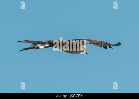 Schwarzmilan Milvus Migrans bei Karumba, Queensland, Australien Stockfoto