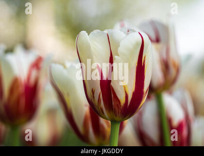 Die 'Maple Tulpen Leaf' in der Ottawa Tulip Festival Stockfoto