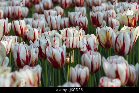 Neue 'Maple Leaf' Tulpen im Garten im Ottawa Tulip Festival, Kanada Stockfoto