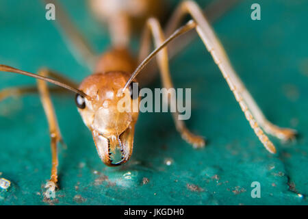 Rote Ameise Stockfoto