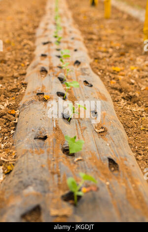 Gurken im Gewächshaus wenig Gemüse auf den Pflanzen zeitigen Frühjahr und Gartenkonzept. Landwirtschaft Stockfoto