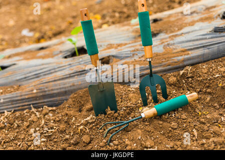 Transplantation von einem Baum und Garten-Tools auf einem weißen Hintergrund Konzept für Umwelt Naturschutz. Landwirtschaft im grünen Haus Stockfoto