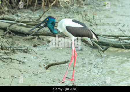 Schwarz-necked Storch, Nahrung Asiaticus bei Karumba, Queensland, Australien Stockfoto