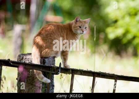 Katze sitzt auf dem Pfeiler des Zauns und hat die Kontrolle über die Umgebung 2017 Stockfoto