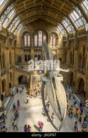 Hoffe die riesigen Blauwal Skelett, Balaenoptera musculus von der Decke auf die herrliche Hintze Halle ausgesetzt am Natural History Museum. Stockfoto