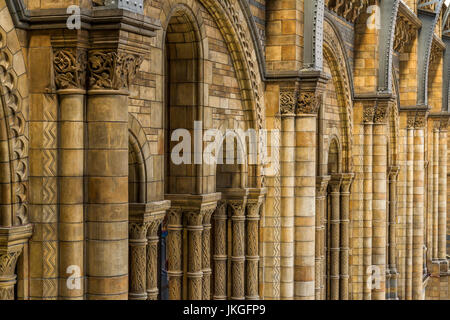 Die herrliche Hintze Hall im Natural History Museum, London, Großbritannien Stockfoto