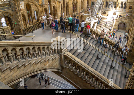 Menschen, die das Skelett des Blauwals im Natural History Museum, London, Großbritannien, betrachten Stockfoto
