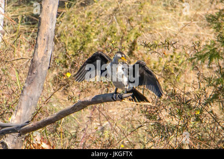 Little Pied Cormorant, Microcarbo melanoleucos an Cobbold Gorge Stockfoto