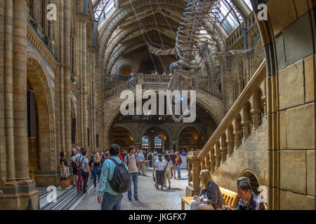 Menschen, die sich das Skelett des Blauwals in der Hintze Hall im Natural History Museum in London, Großbritannien ansehen Stockfoto