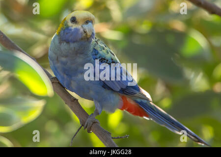 Unter der Leitung von blass Rosella, Platycercus Adscitus in Cobbold Gorge, Queensland, Australien Stockfoto