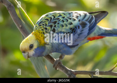 Unter der Leitung von blass Rosella, Platycercus Adscitus in Cobbold Gorge, Queensland, Australien Stockfoto