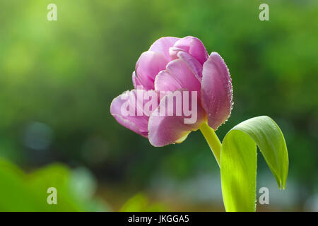 Tulpen blühen im Garten Stockfoto