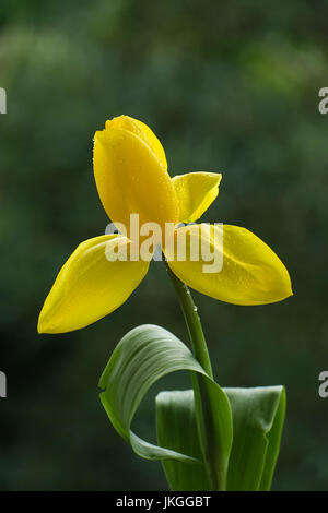 Tulpen blühen im Garten Stockfoto