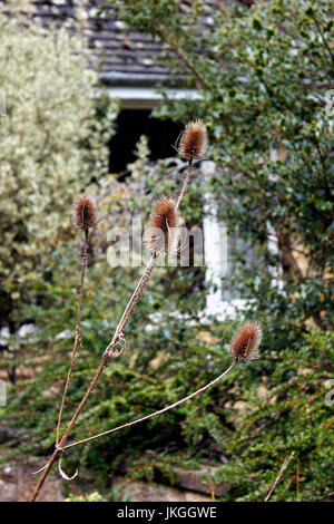 Karde Dipsacus fullonum Stockfoto