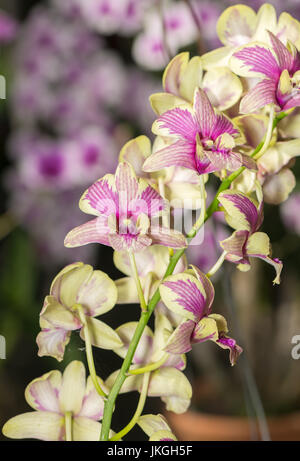Hybrid gelb Dendrobium Orchidee Blume auf Natur Hintergrund Stockfoto