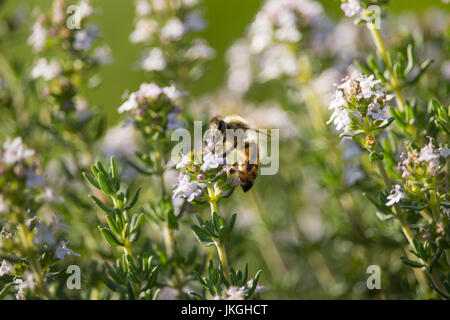 Biene auf Thymus Blume Stockfoto