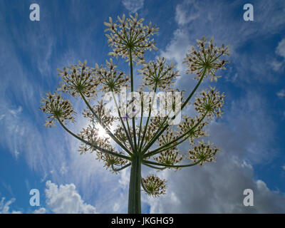 Kuh Petersilie Anthriscus sylvestris Stockfoto