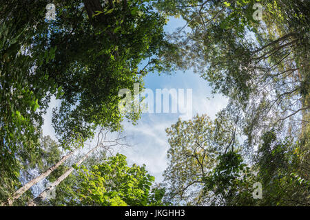 Baldachin-Baum Mixed Abfallung Wald in Thailand, Foto von Fish-Eye-Objektiv Stockfoto