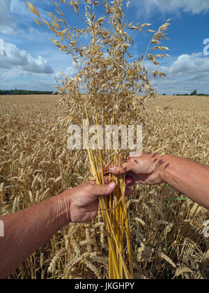 Tall Oat Grass oder Zwiebel Couch Arrhenatherum Elatius Rasen Unkräuter in Reife Weizenernte Stockfoto