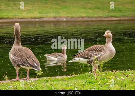 Drei Enten im park Stockfoto