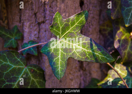 Giftefeu wächst auf dem Baum in der Wildnis Stockfoto