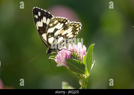 Melanargia galathea Stockfoto