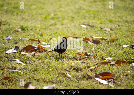 Turdus merula Stockfoto