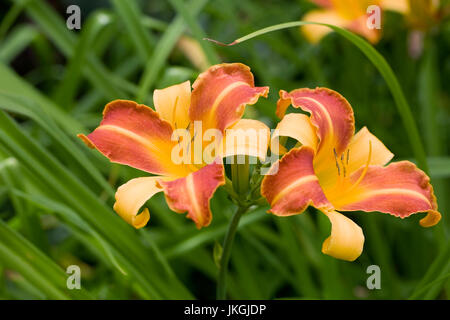 Hemerocallis 'Frans Hals' Blumen. Stockfoto