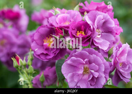 Rosa 'Rhapsody in Blue' Blumen. Stockfoto