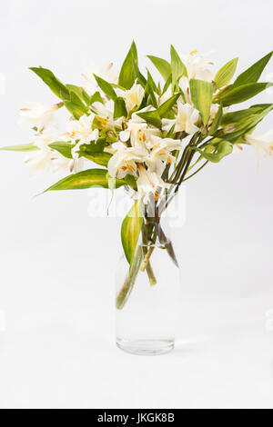 Sommer-Blume-Stecklinge auf weißem Hintergrund Stockfoto