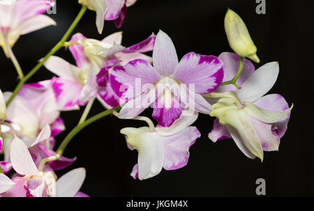 schöne rosa Dendrobium Orchidee Blume auf schwarzem Hintergrund Stockfoto