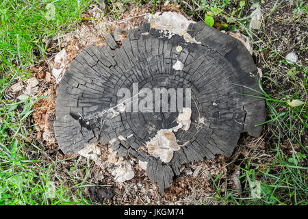 Alte graue morschen Baumstumpf. Hintergrund, Beschaffenheit, Natur. Stockfoto