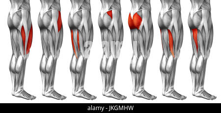 Konzept 3D menschlichen oberen Bein Anatomie oder anatomische und Muskel-Set-Sammlung isoliert auf weißem Hintergrund Metapher für Körper, Sehne, fit, Gesundheit medizinisch Stockfoto