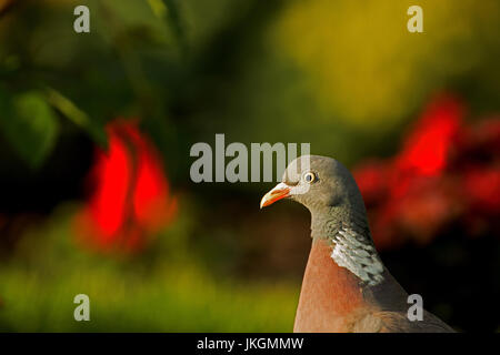 Porträt der Ringeltaube (Columba Palumbus) im Sommergarten vor einem Hintergrund von roten Blumen und grünen an einem sonnigen Morgen. Horizontale Ansicht. Stockfoto