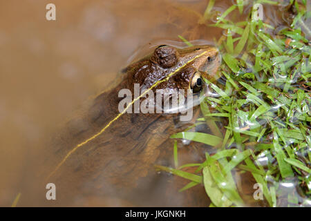 Indischer Ochsenfrosch mit goldenen Augen lauern in den Teich Stockfoto