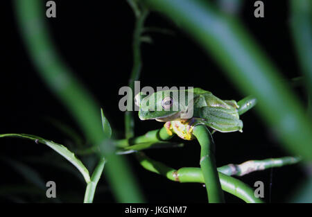 Malabar gleiten Frosch Stockfoto