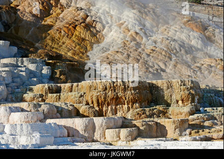 Palette Frühling, unteren Terrassen, Mammoth Hot Springs, Yellowstone-Nationalpark, Wyoming, USA / Travertin Terrasse, Sprudel Stockfoto