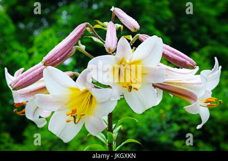 Lilie Blumen auf grünem Hintergrund Stockfoto