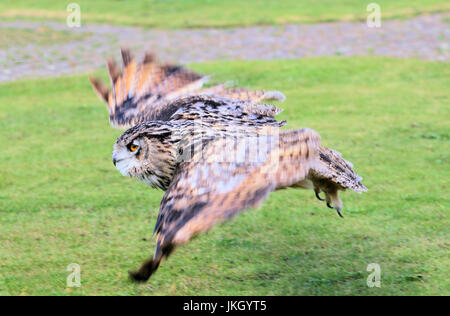 Europäischer Uhu Stockfoto