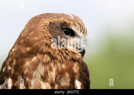 Südlichen Boobook oder Morepork Eule Stockfoto