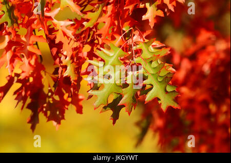 Scarlet Oak in Herbst, North Rhine-Westphalia, Deutschland / (Quercus Coccinea) | Scharlacheiche Im Herbst, Nordrhein-Westfalen, Deutschland Stockfoto